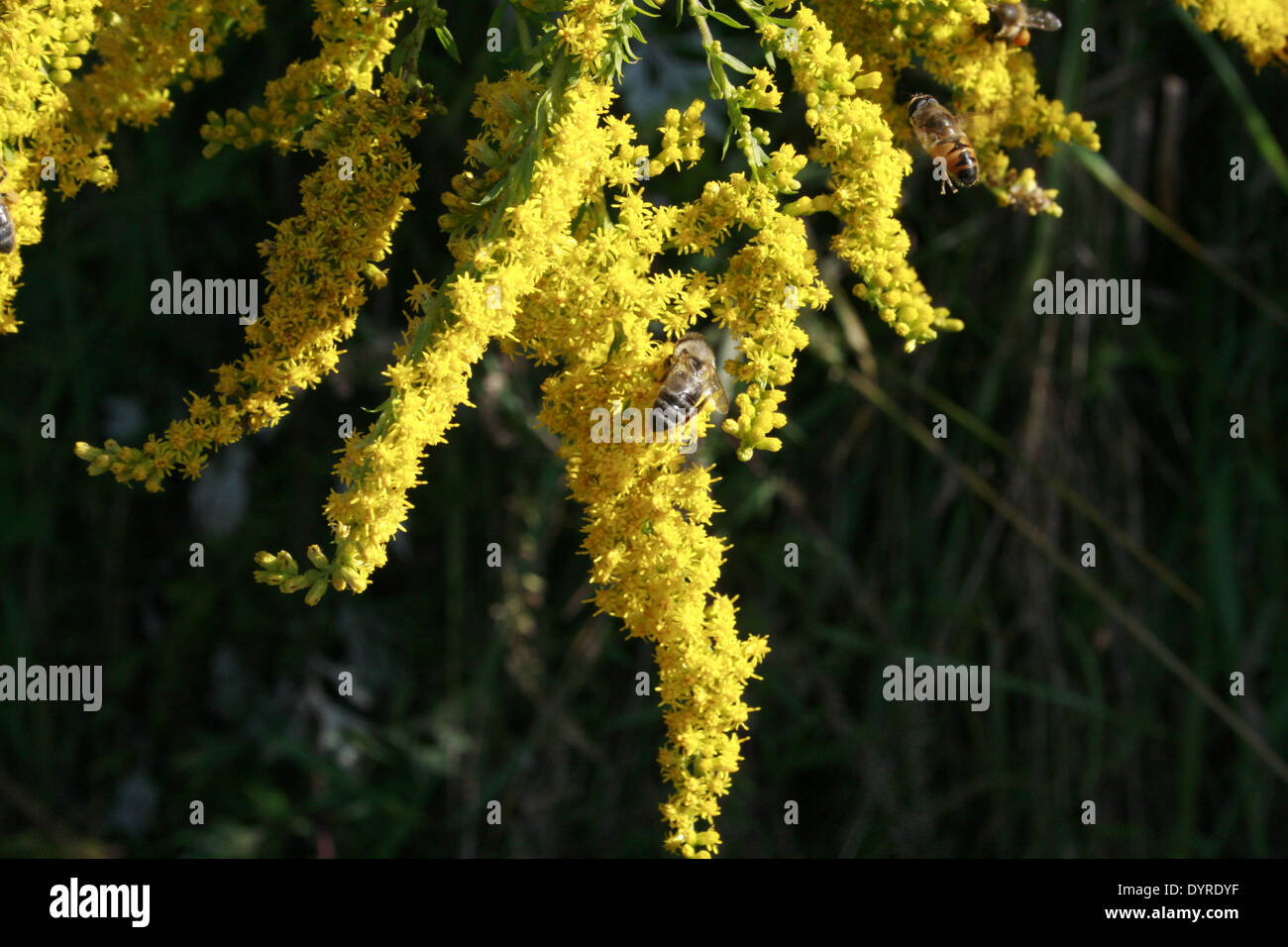 Some bees on the bloom of a Canada goldenrod when polling collecting Stock Photo