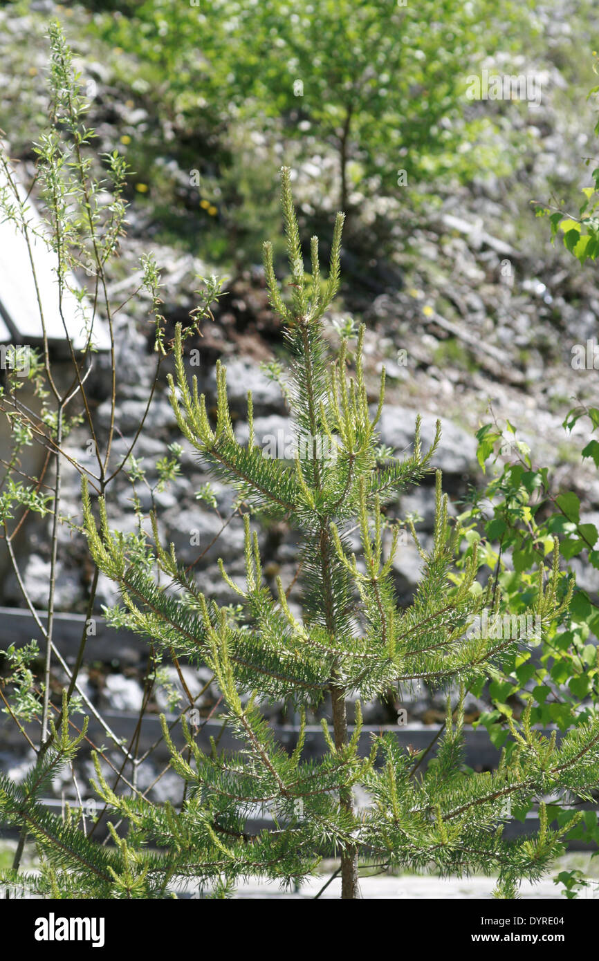 young spruce in a scarp Stock Photo