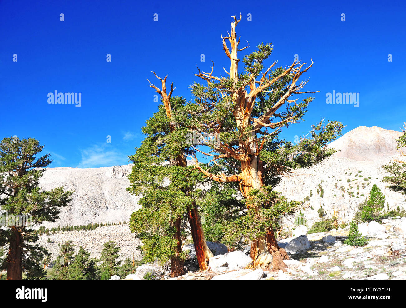Ancient Bristlecone pines, White Mountains, Nevada Stock Photo Alamy