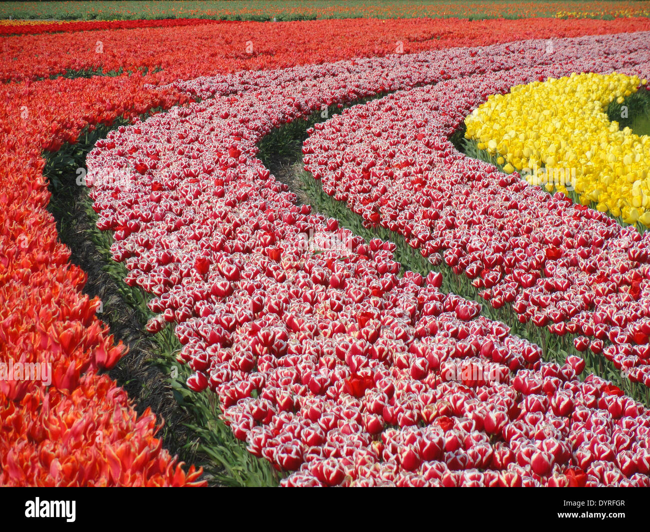 Vibrant tulip fields in the Netherlands during the spring season, with ...