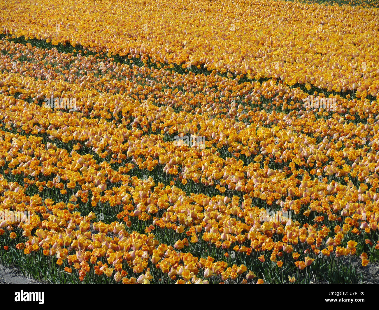 The tulip fields in the Netherlands are renowned for their vibrant ...
