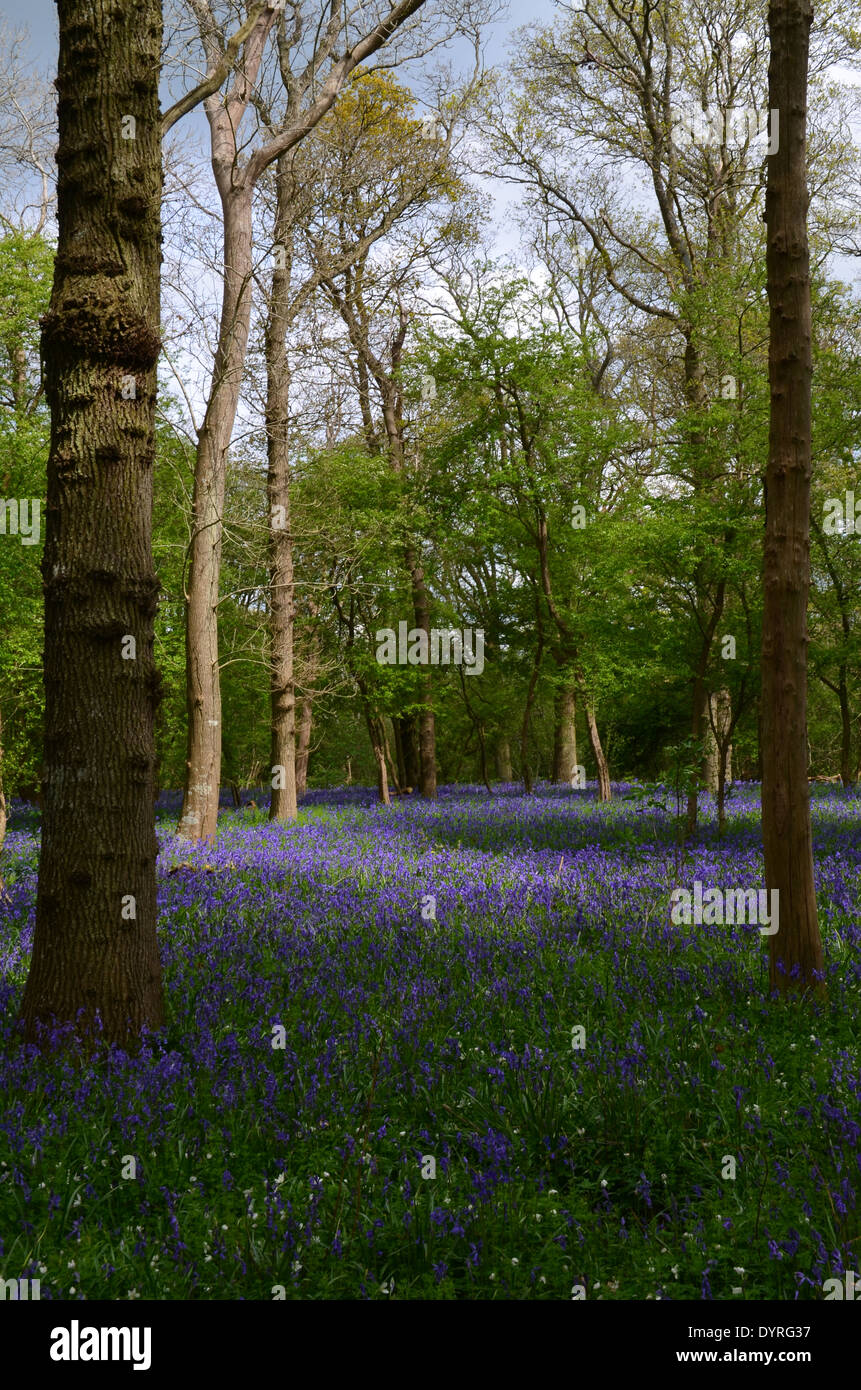 woodland scene with bluebell flowers in spring at a English wood. Stock Photo