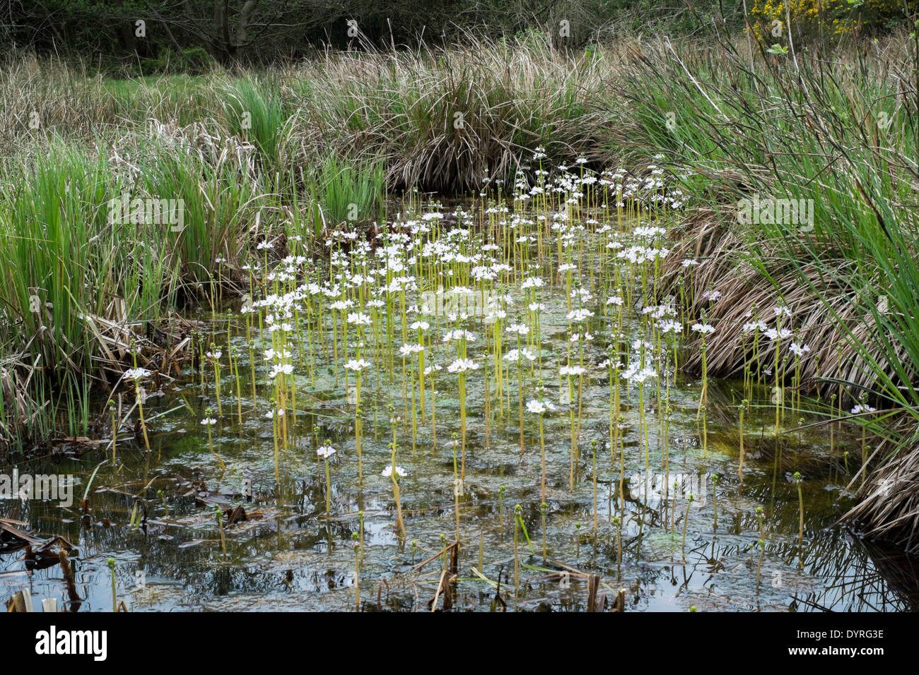 Pingo containing water plants and sedges. Stock Photo