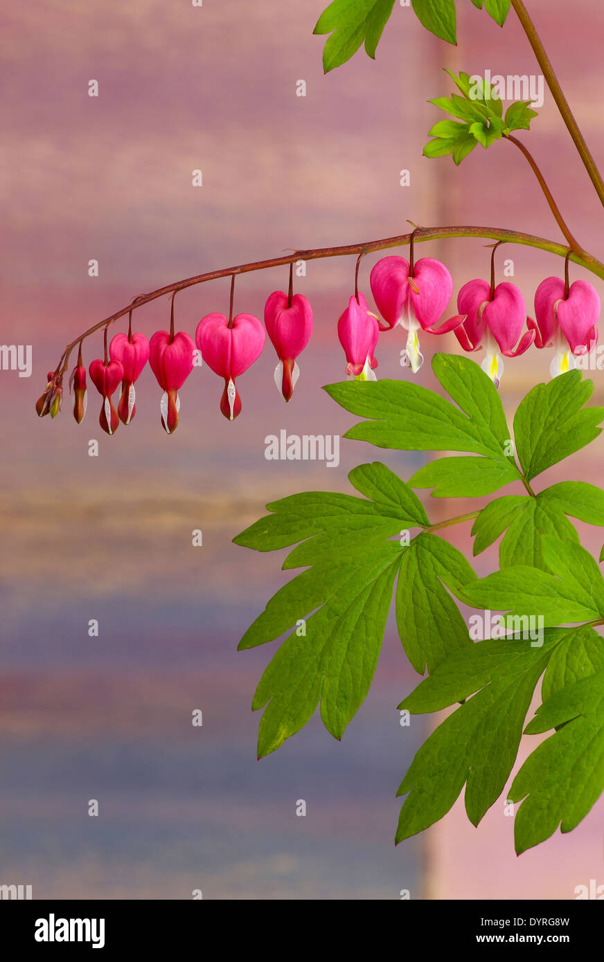 Bleeding heart flowers (Dicentra Spectabils) lyre flower love heart on