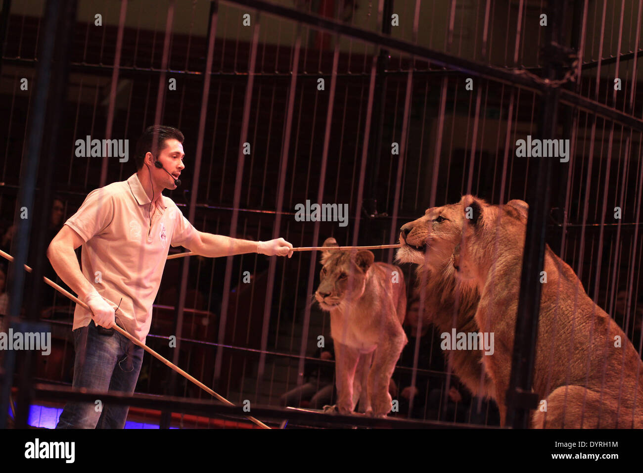 The animal trainer Alexander Lacey with lions, 2011 Stock Photo Alamy
