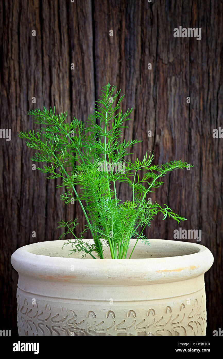 Young shoots of green fennel on a natural ceramic pot and rough wooden