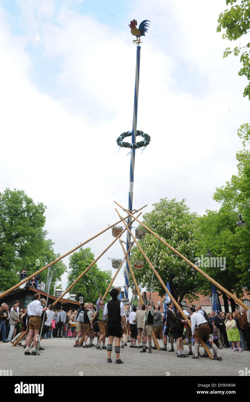Raising the Maypole in the Hirschgarten in Munich, 2011 Stock Photo - Alamy