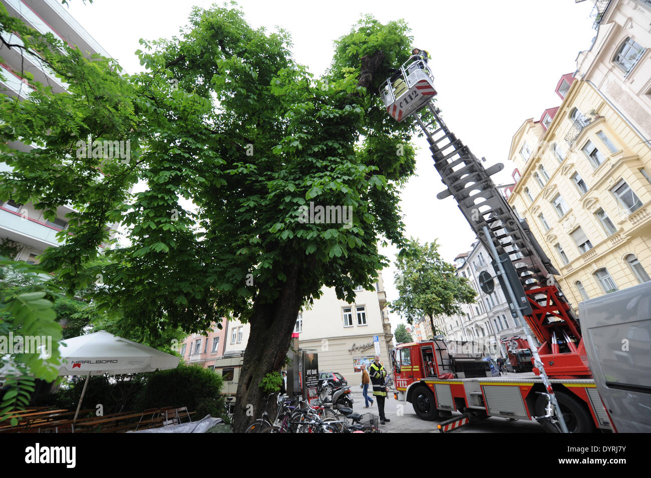 Rescue operation for damaged chestnut trees in Munich, 2011 Stock Photo
