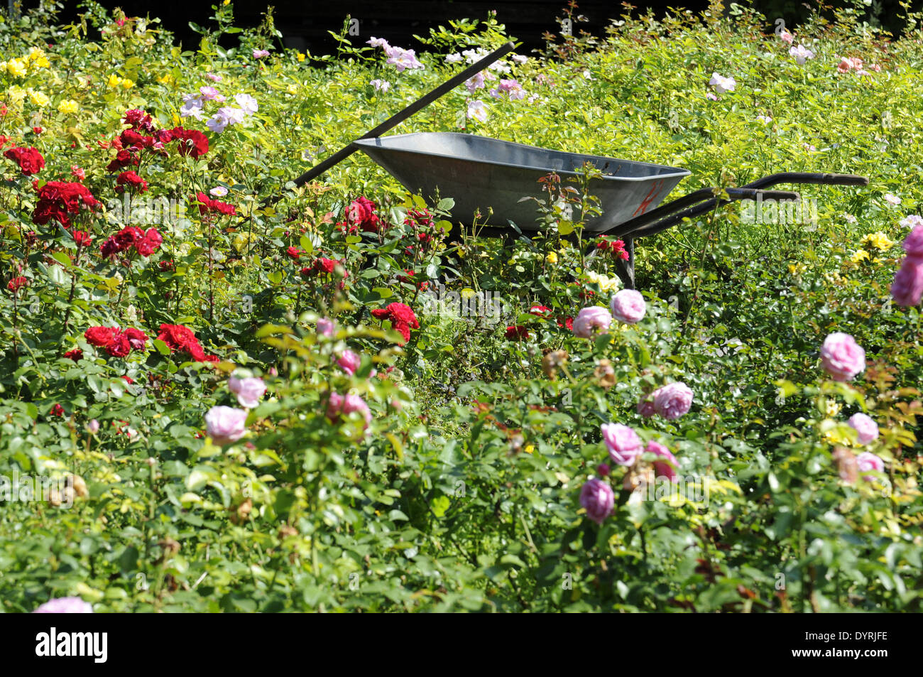 Rose garden in Munich, 2011 Stock Photo - Alamy