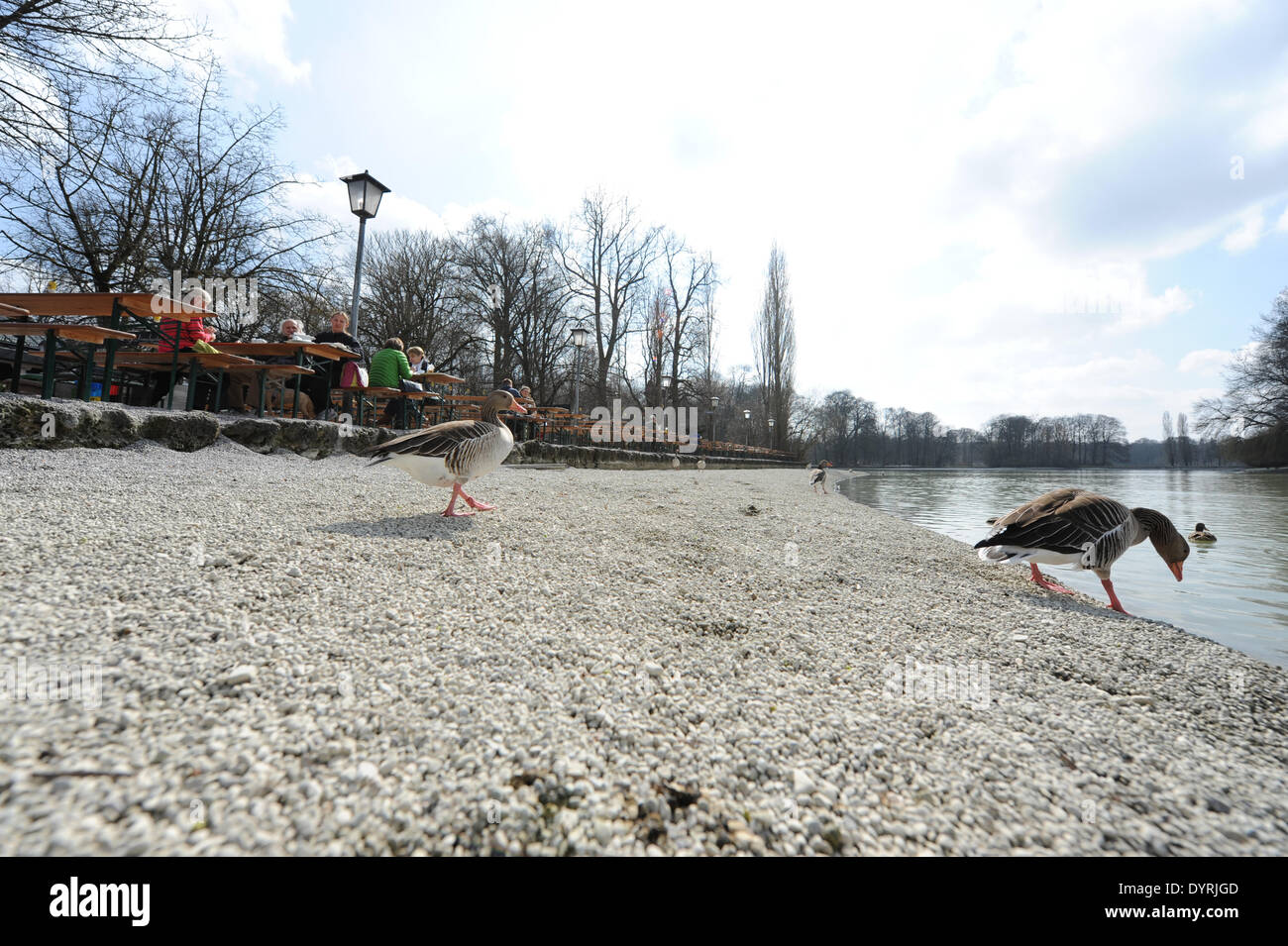 Low water level at Kleinhesseloher Lake in Munich, 2012 Stock Photo