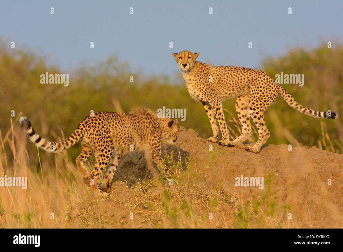 Two Cheetahs in the grasslands of Masai Mara in Kenya, Africa Stock Photo