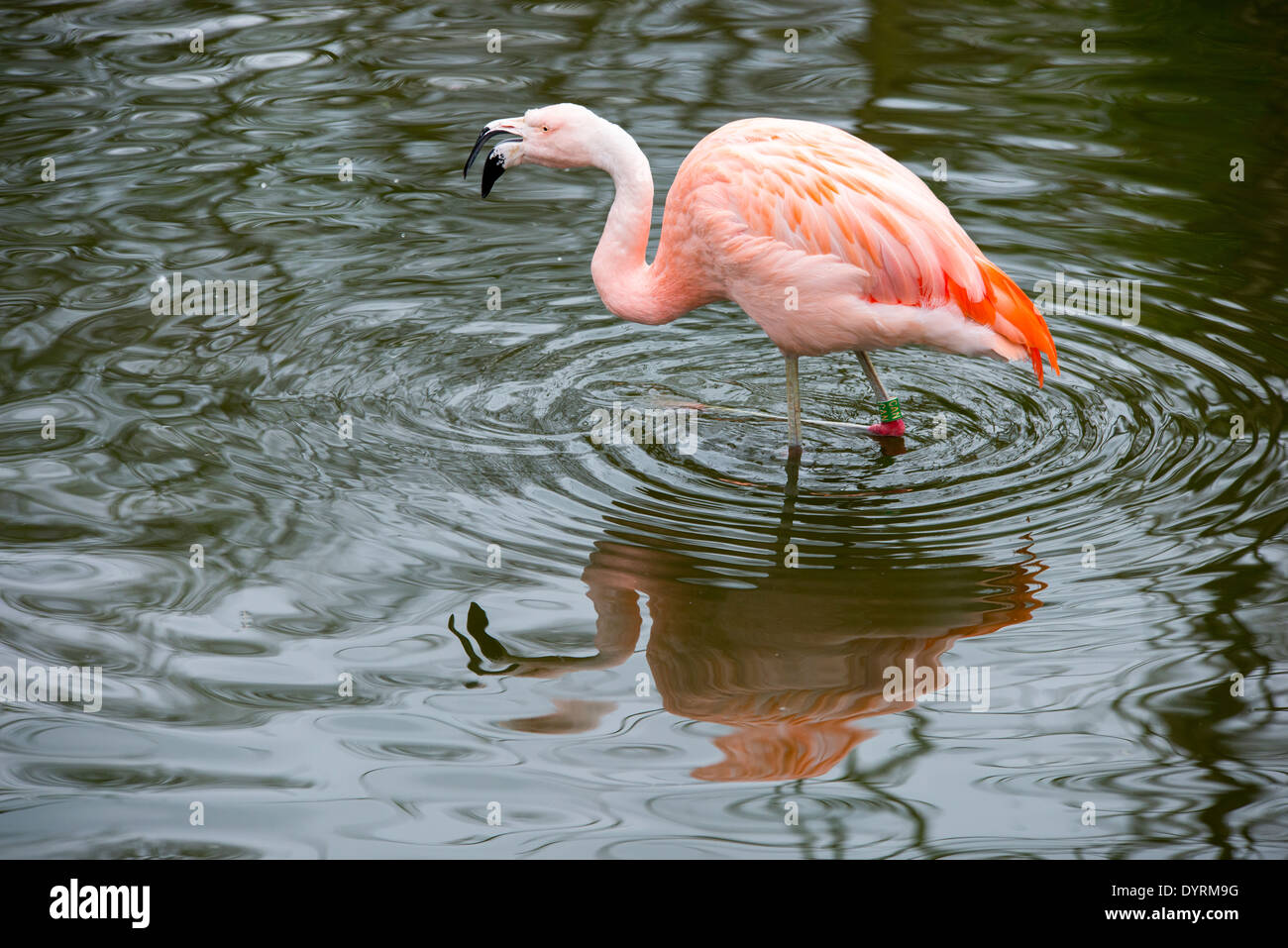 Twycross Zoo, Atherstone Warwickshire England UK Stock Photo