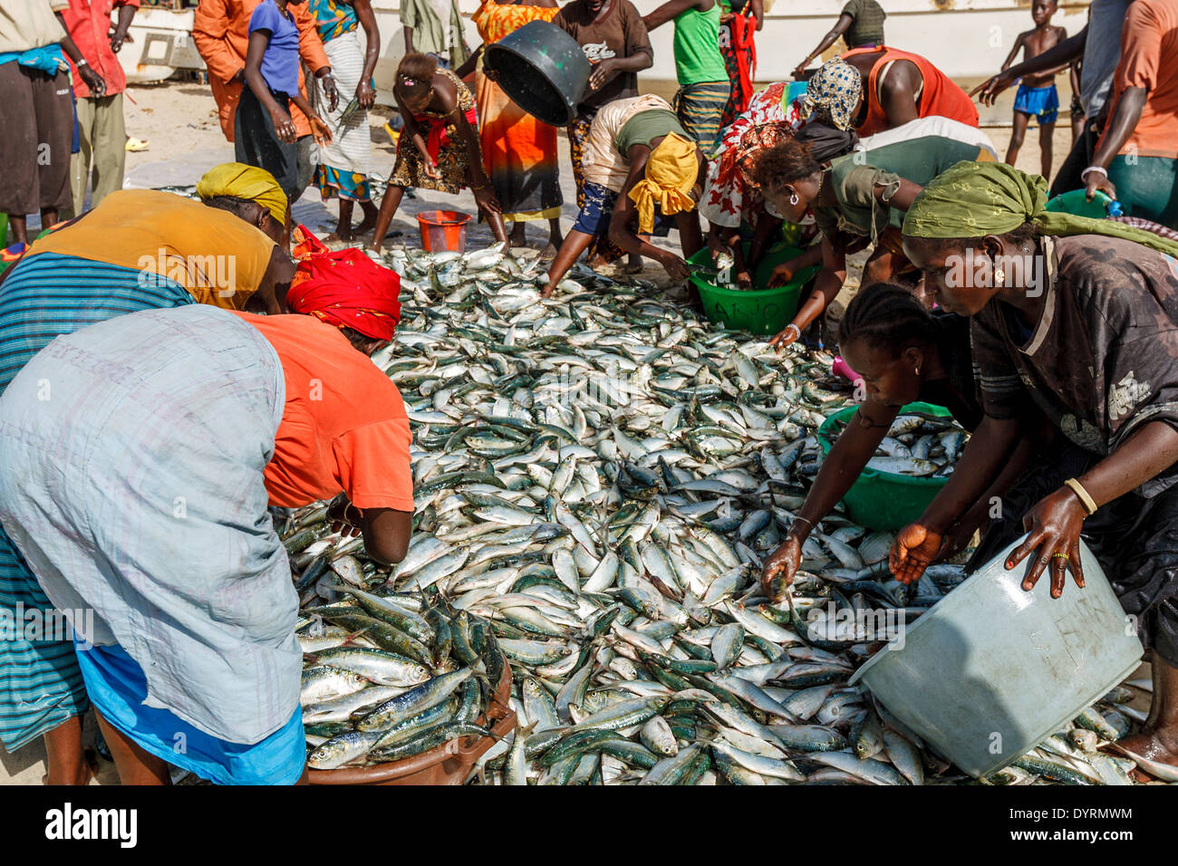 Local Women Sorting Fish, Tange Beach, The Gambia, West Africa Stock Photo