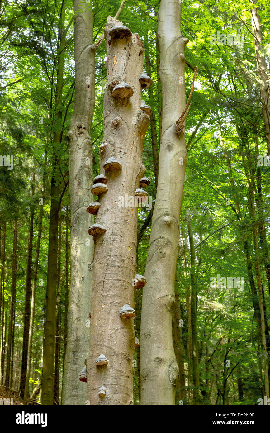 Polyporus squamosus mushrooms growing on a dead tree in the forest , Doubrava valley, Czech Republic Stock Photo