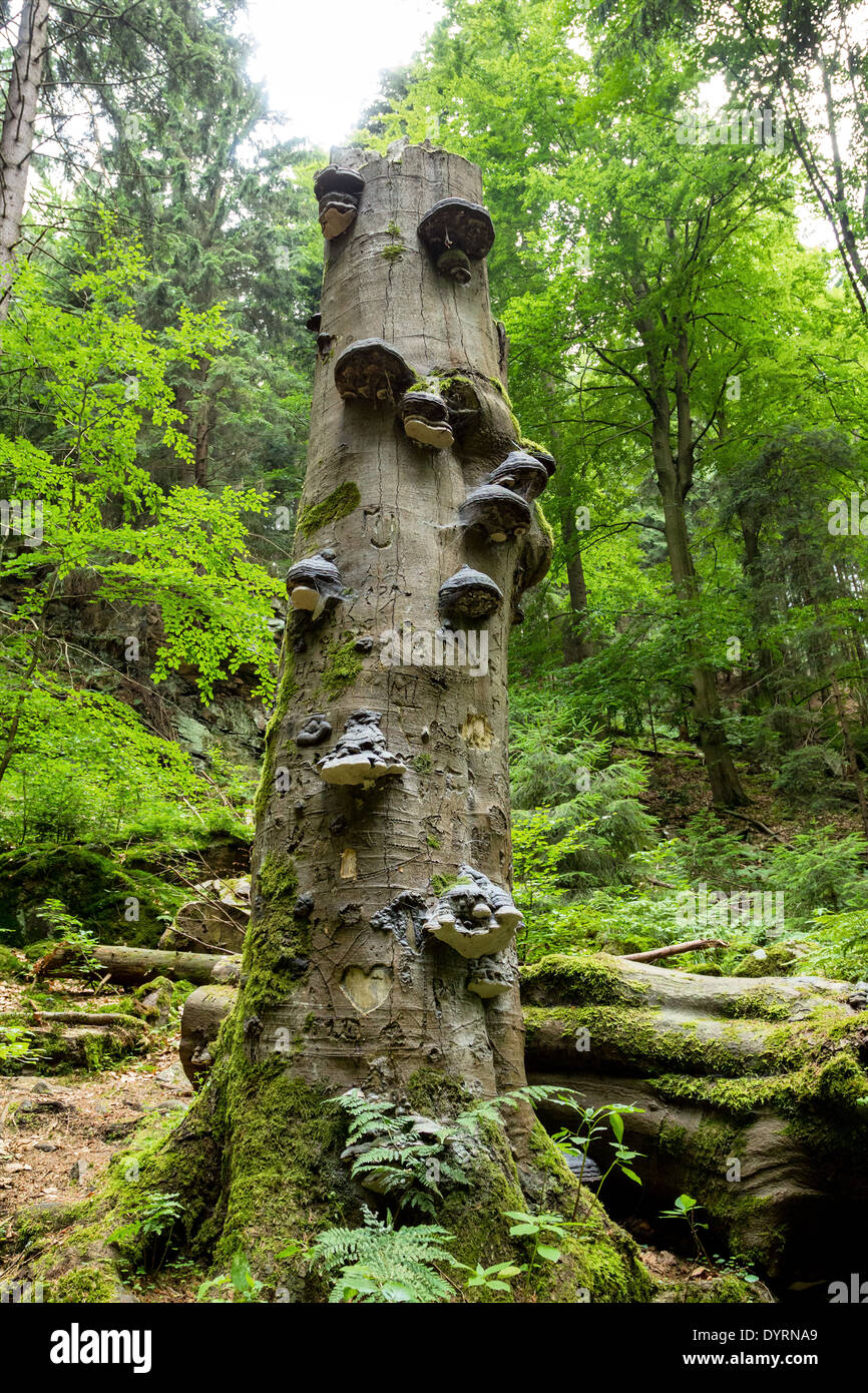 Polyporus squamosus mushrooms growing on a dead tree in the forest, Doubrava valley, Czech Republic Stock Photo