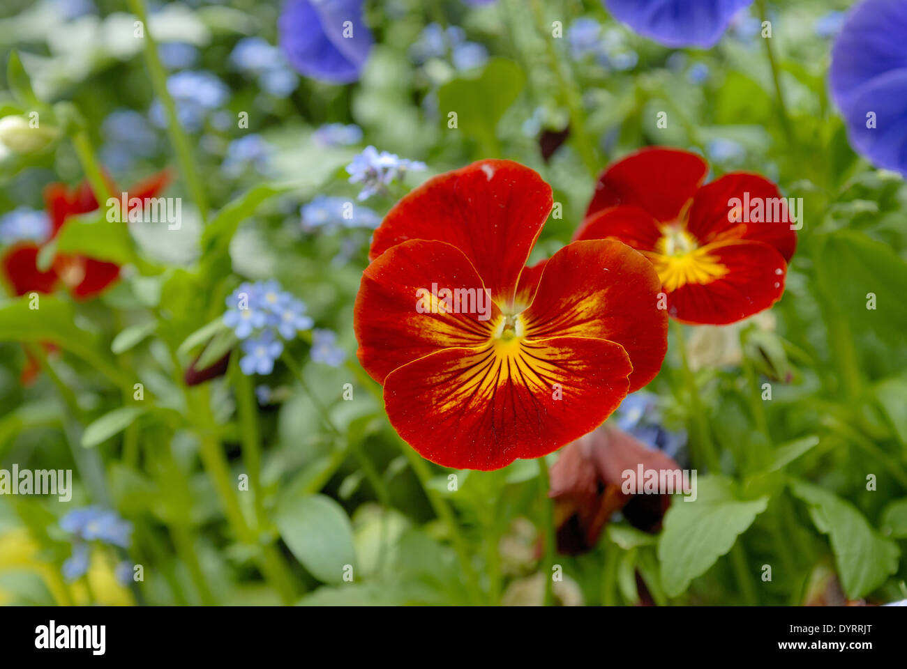 flower bed of colourful pansies Stock Photo
