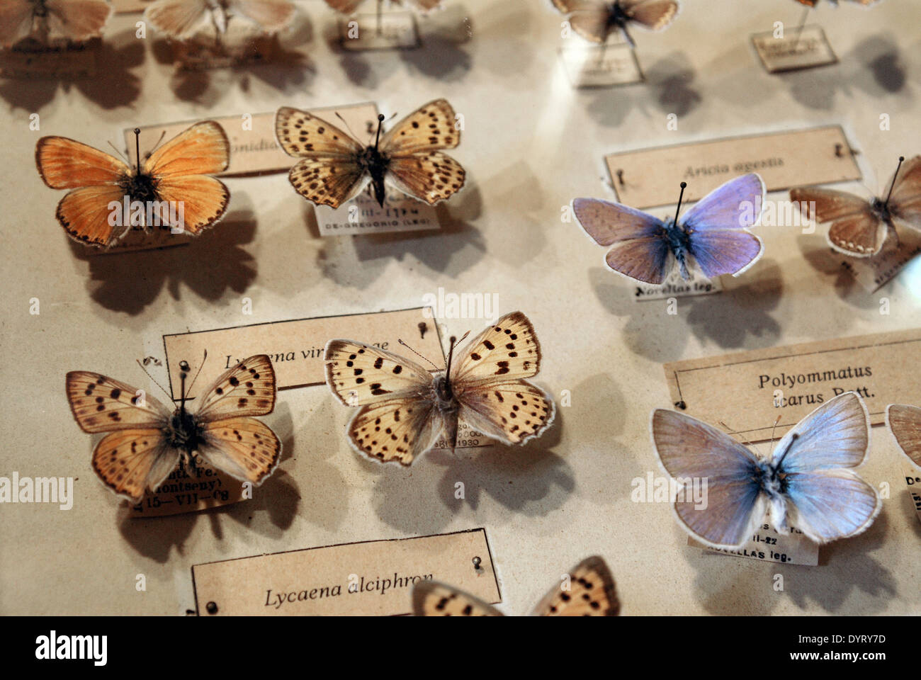 collection of butterfly specimen Stock Photo