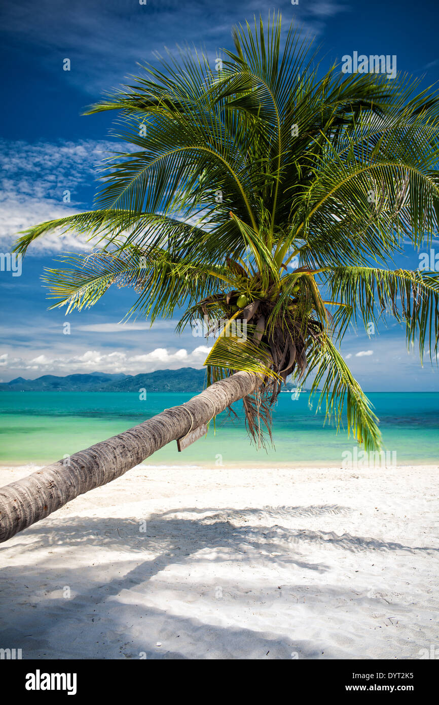 Single palm tree hanging amazing blue lagoon Stock Photo