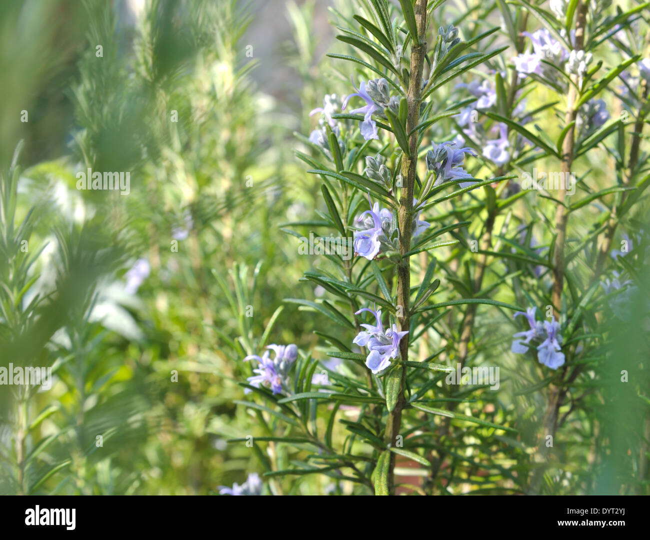 closeup view of a small purple rosemary flowers in a garden Stock Photo