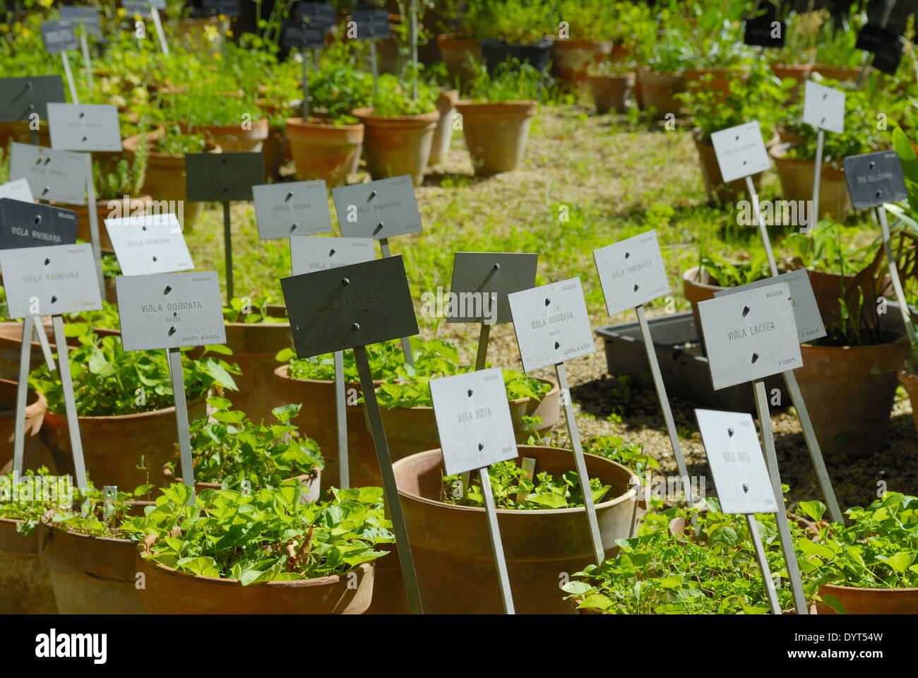 plants, Botanical Gardens, Madrid, Spain Stock Photo Alamy