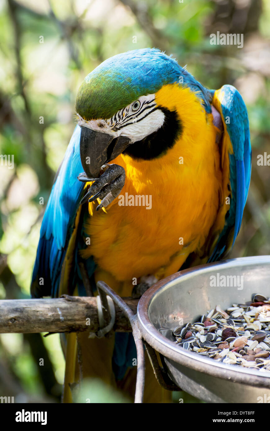 Blue-and-yellow Macaw (Ara ararauna) eats seeds. Stock Photo