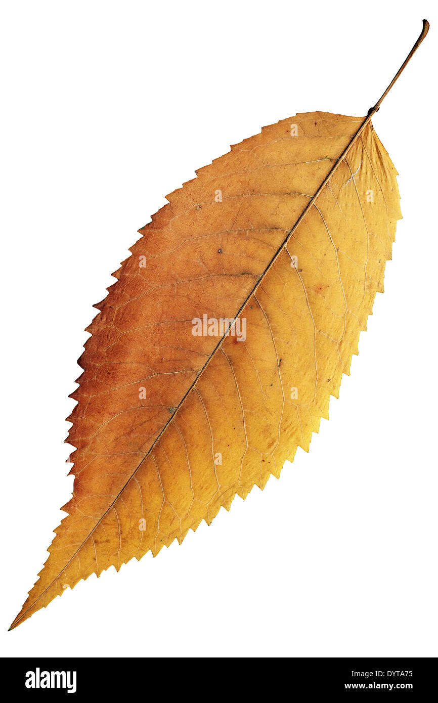 isolated orange autumn cherry leaf, closeup of natural colors Stock Photo