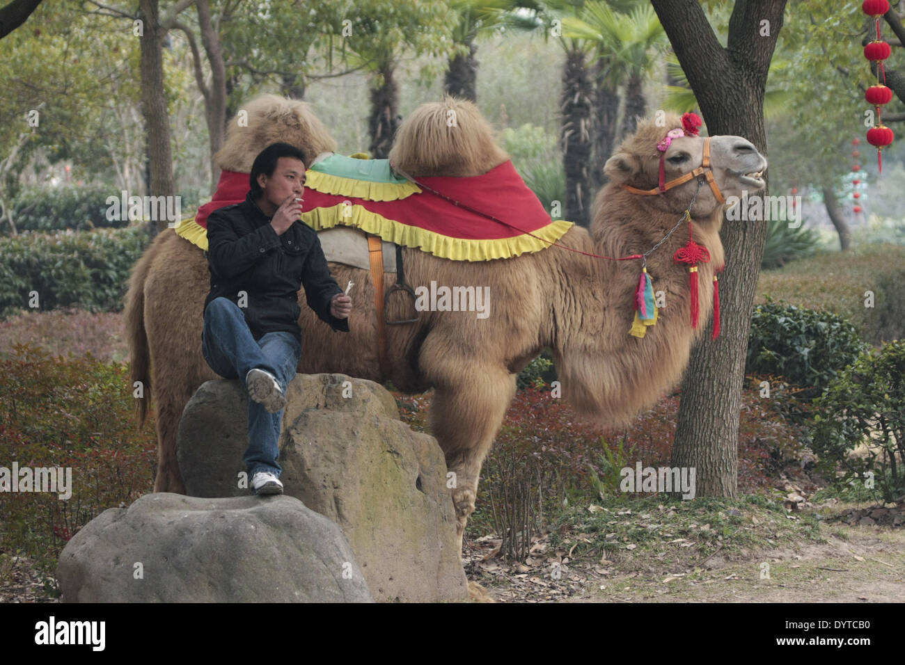 A man wait for tourist to rent out his camel in a Shanghai zoo Stock Photo