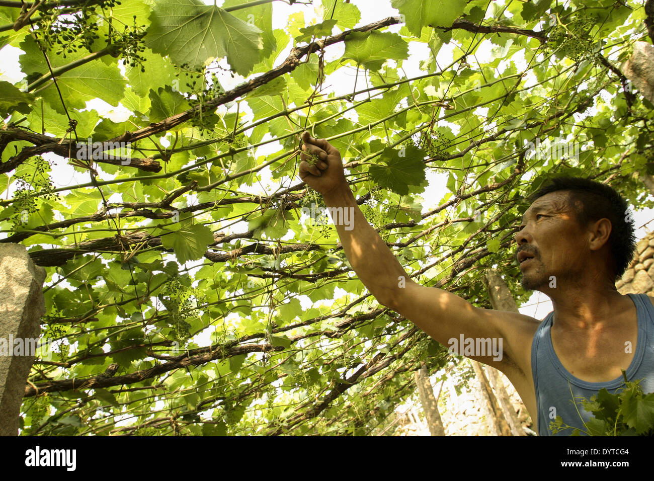 A worker examines vine development in a vineyard of Huaxia Winery