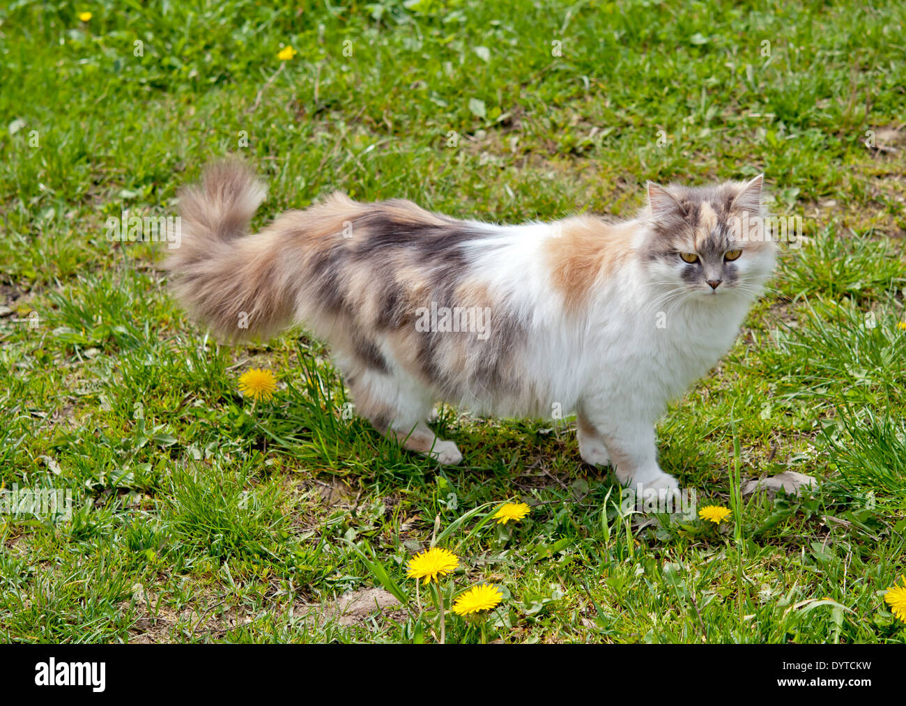 cat sitting in grass close up Stock Photo