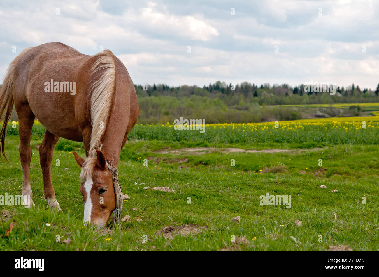 horse and field rapeseed close up Stock Photo