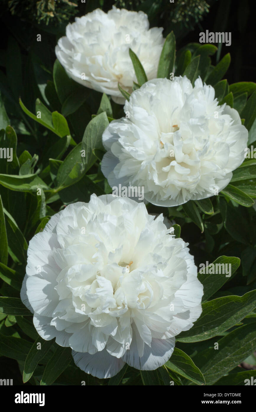 White, Paeonia officinalis 'Alba Plena', Peony, photographed in May at Wickham Place Farm, Witham, Essex, UK Stock Photo