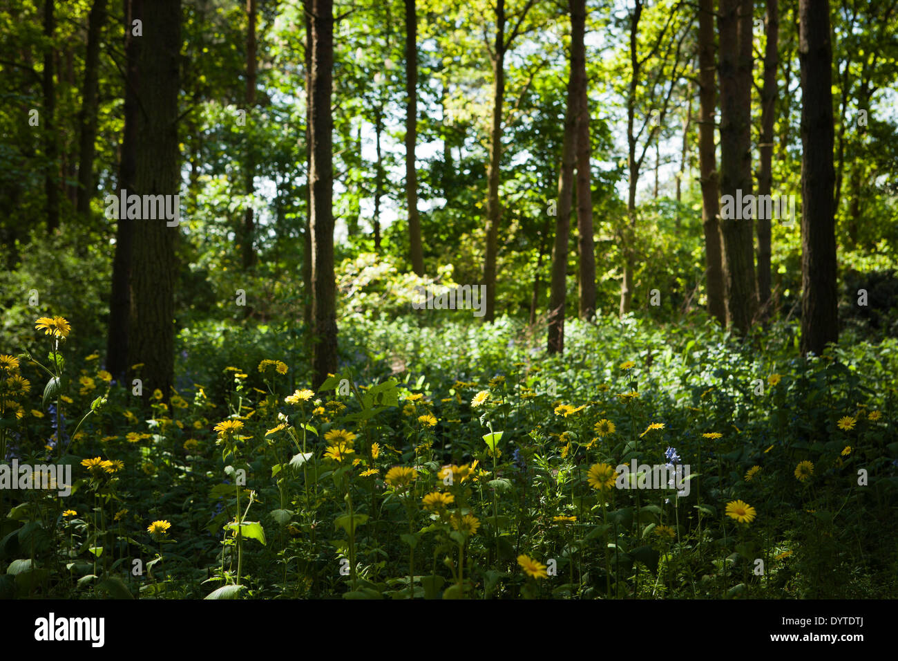 Yellow Doronicum pardalianches in the dappled light that filters through the canopy of mixed woodland trees photographed in May Stock Photo