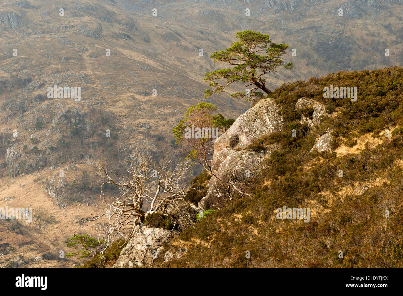 CALEDONIAN PINES ON A ROCK FACE KINLOCH HOURN WEST COAST HIGHLAND