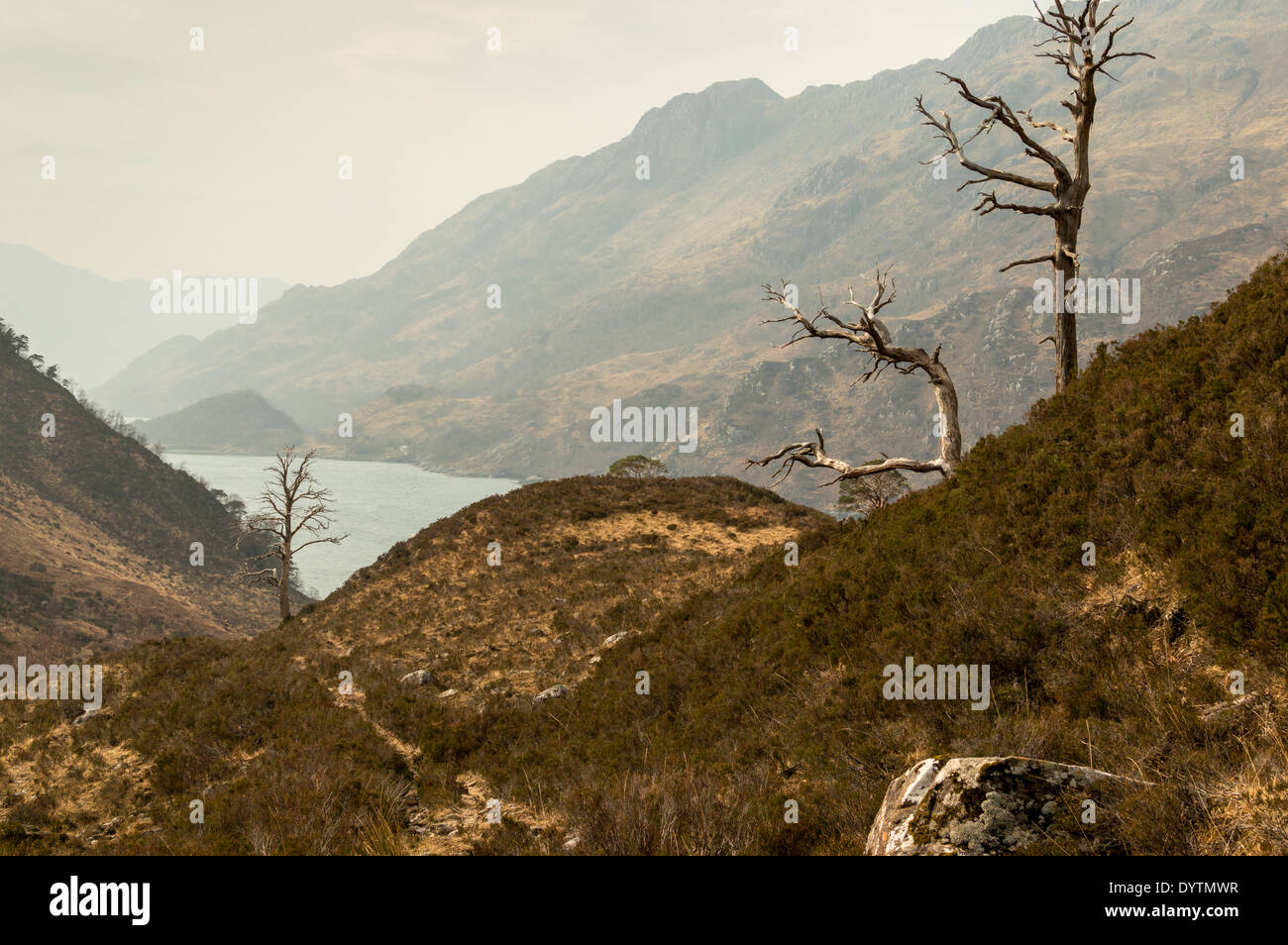 DEAD CALEDONIAN PINE TREES AT KINLOCH HOURN WEST COAST HIGHLAND