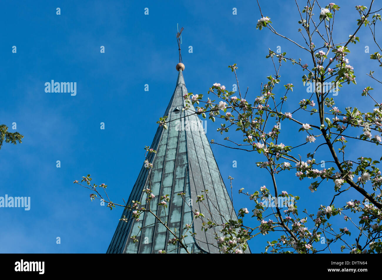 Apple tree blossoms in front of church steeple at a sunny day with blue sky in Bippen, Lower Saxony, Germany. Stock Photo