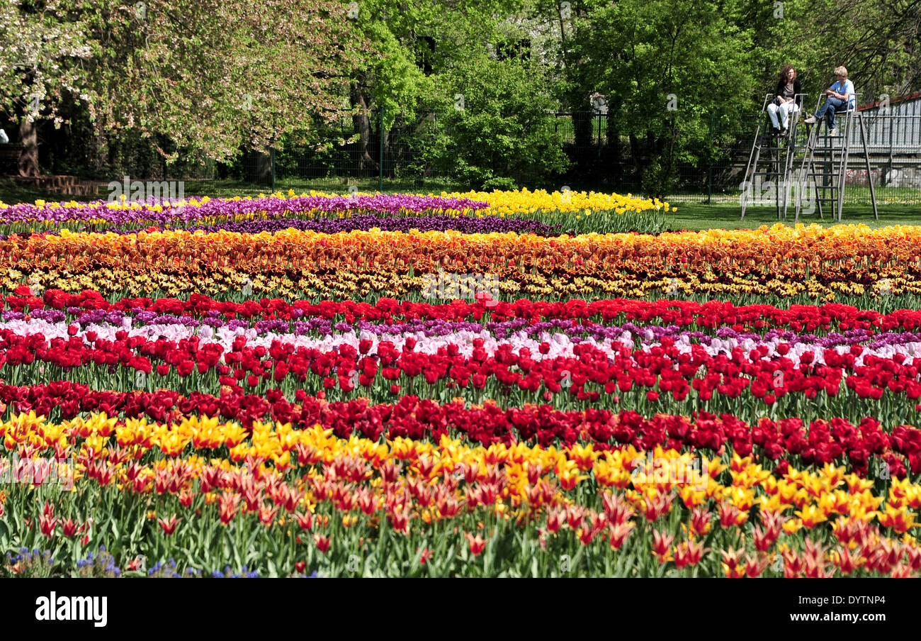 Berlin, Germany. 25th Apr, 2014. Visitors look at Tulips blossoming