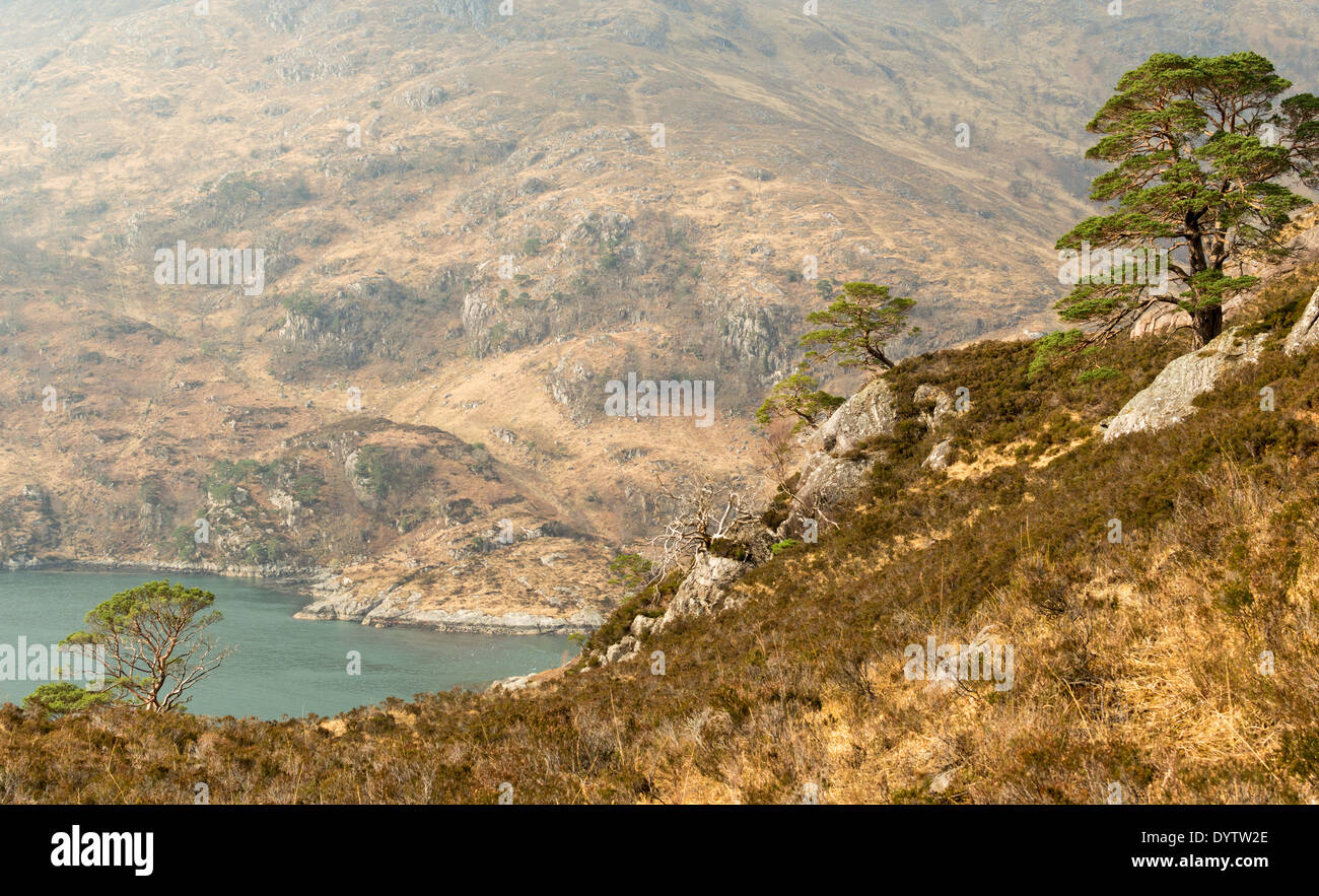 KINLOCH HOURN SEA LOCH WITH CALEDONIAN PINES AND WINTER HEATHER WEST