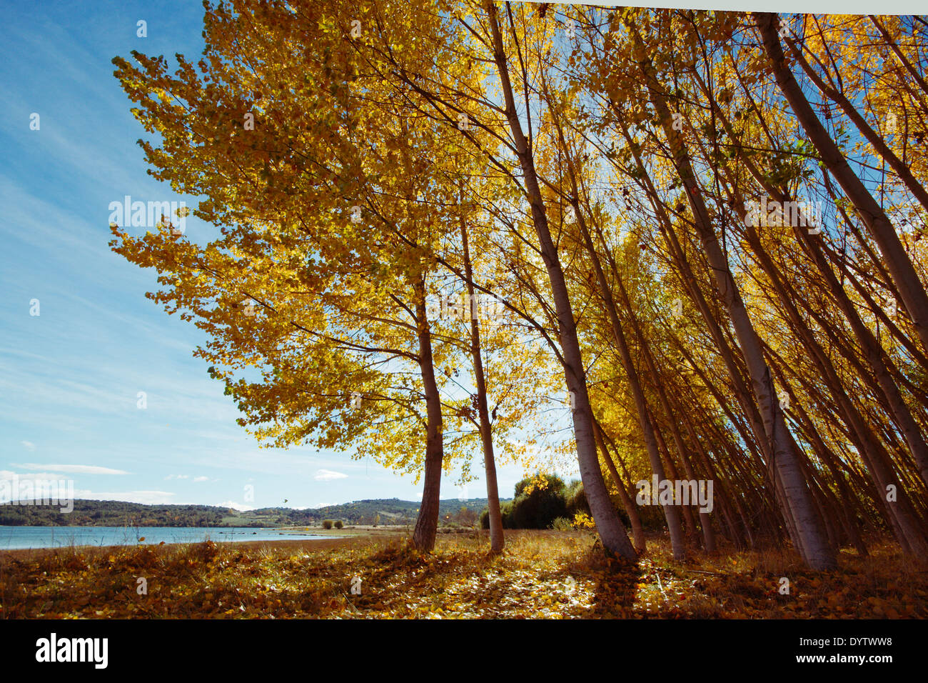 Yellow falling leaves of poplar trees Stock Photo Alamy