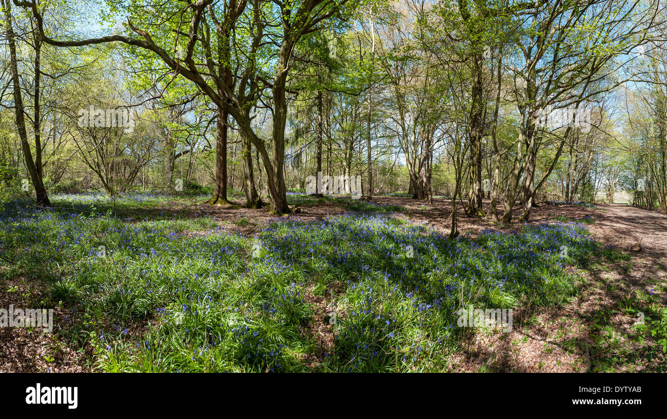 Bluebell Woods at Borde Hill Garden near Haywards Heath, West Sussex, England, UK Stock Photo