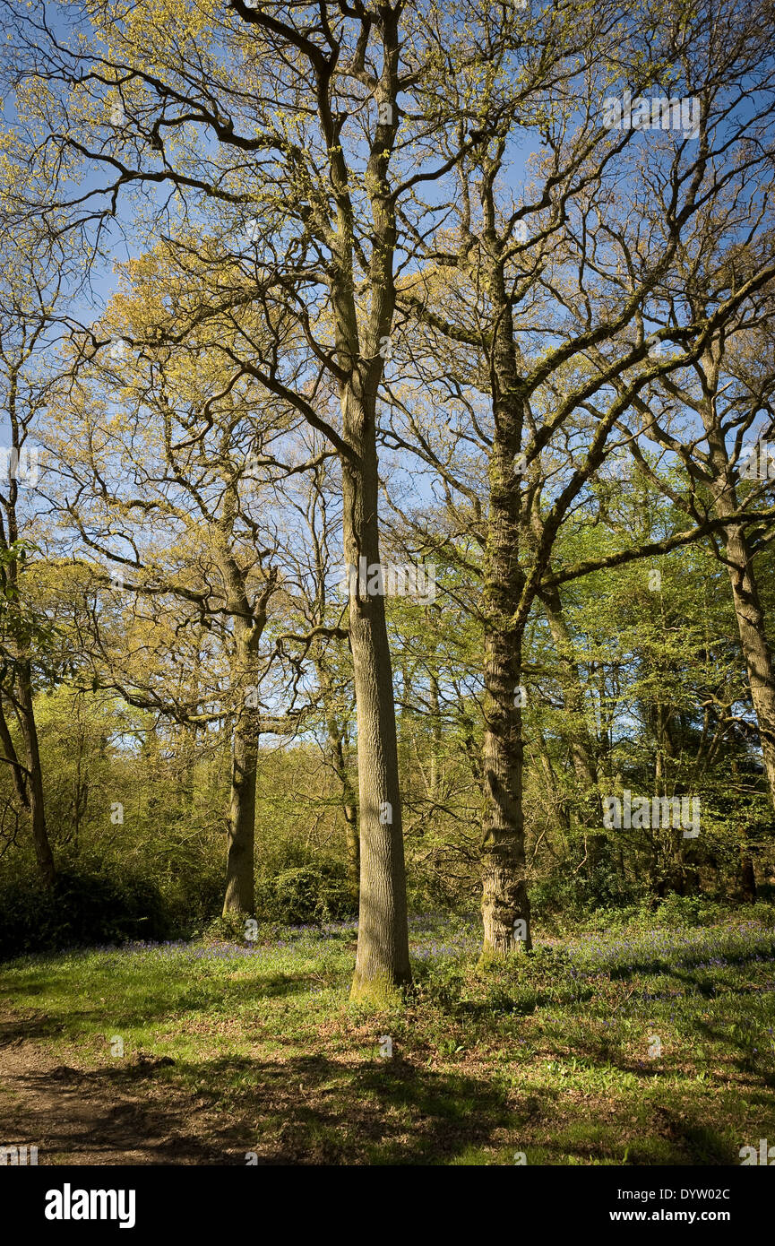 Woodlands at Borde Hill Garden near Haywards Heath, West Sussex, UK Stock Photo