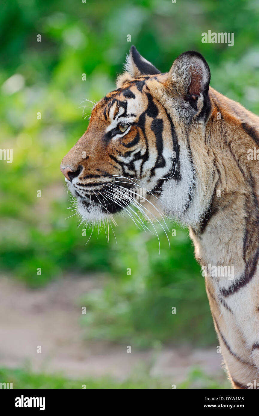 Malayan Tiger (Panthera tigris jacksoni) Stock Photo