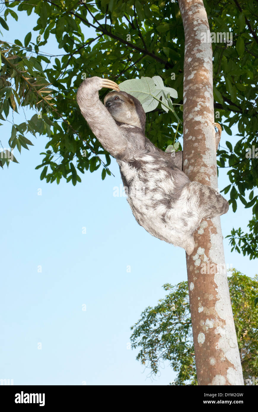 Brown-throated three-toed sloth (Bradypus variegatus) photographed in the Amazon basin near Manaus, Brazil. Stock Photo