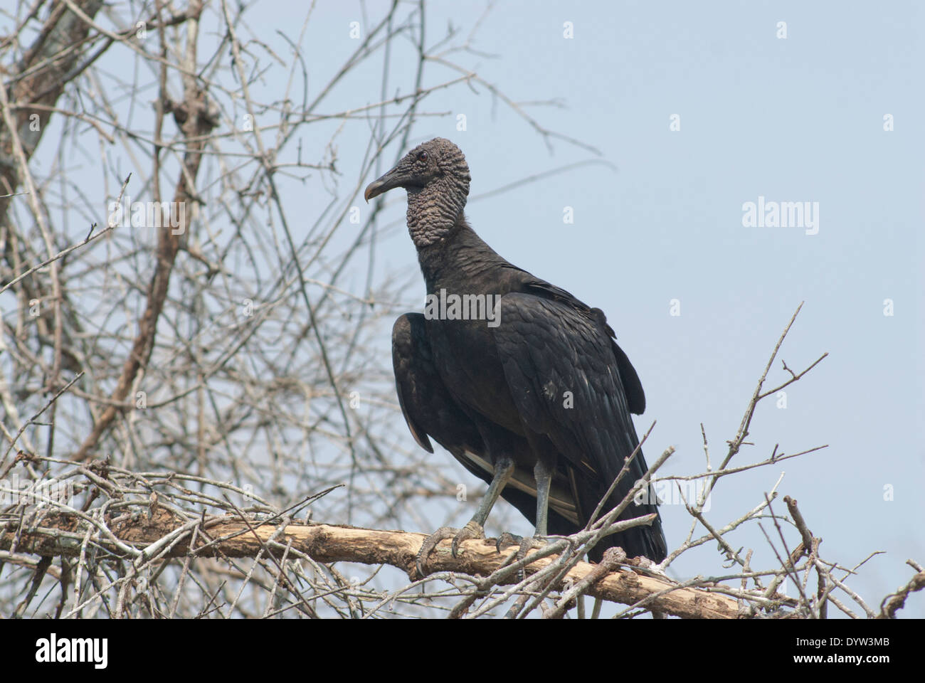Black vulture (Coragyps atratus) perched in a small tree. Stock Photo