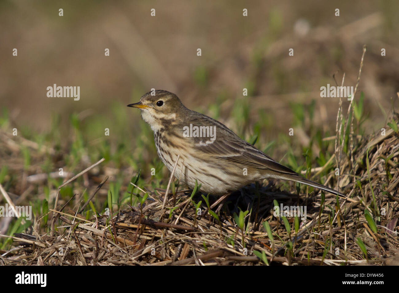 American Buff-bellied Pipit (Anthus rubescens) Stock Photo