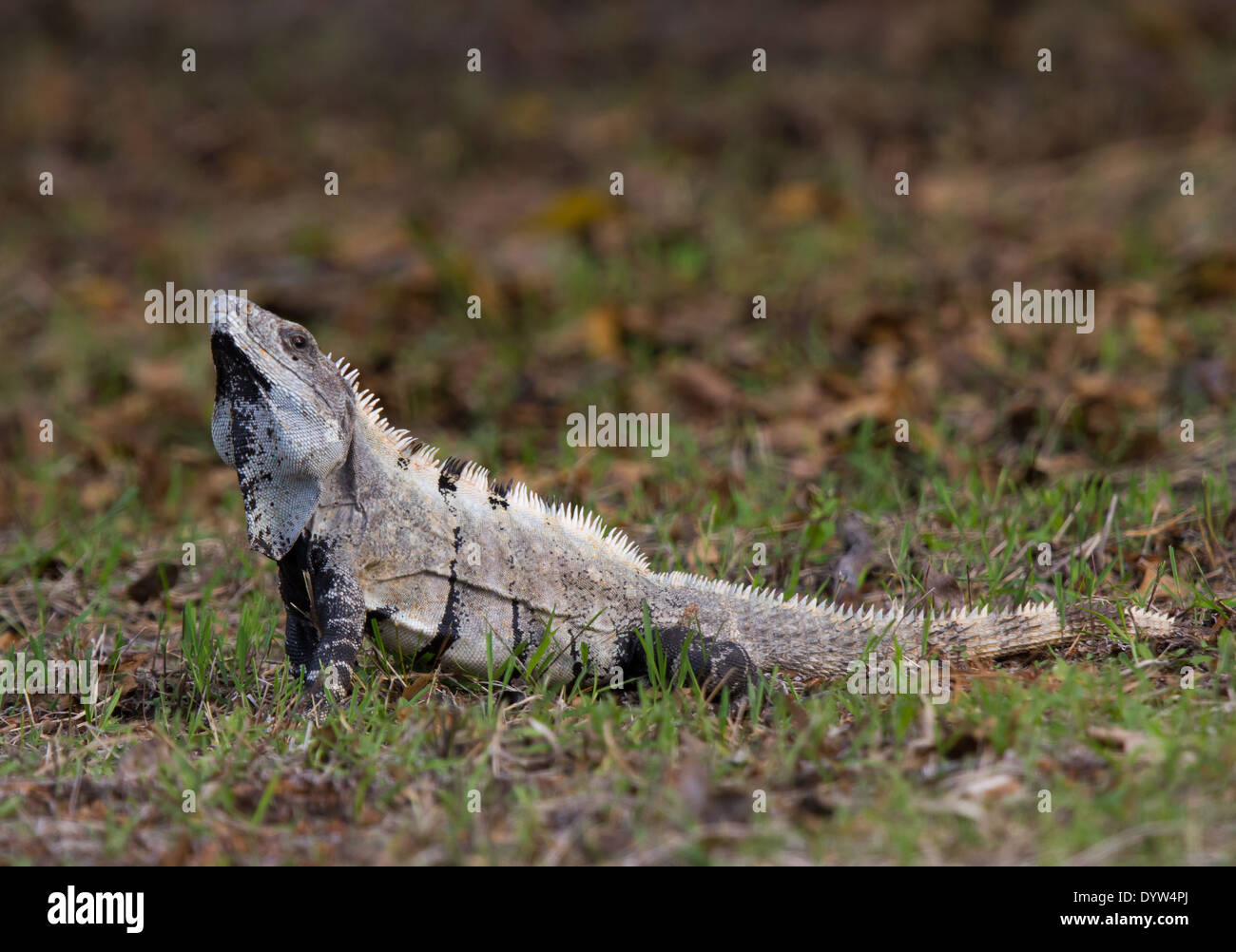 male Spiny-backed Black Iguana (Ctenosaura similis) Stock Photo