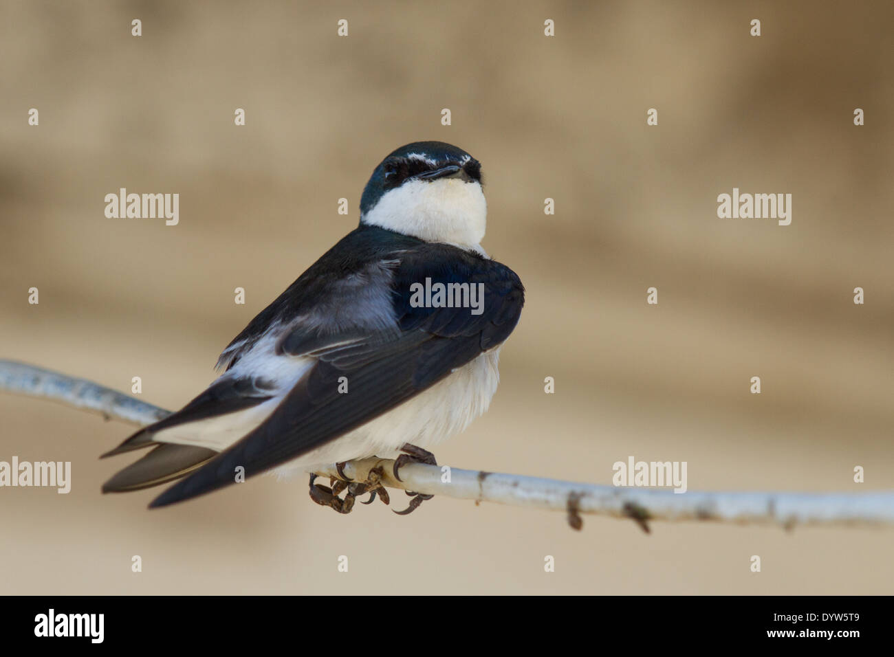 Mangrove Swallow (Tachycineta albilinea) Stock Photo