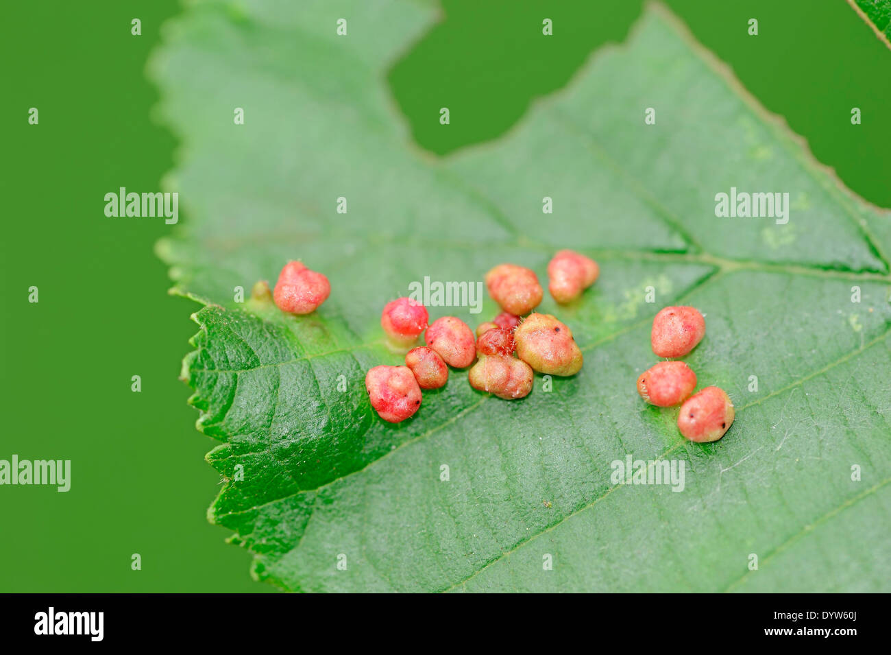 Alder Bead Gall Mite (Phytoptus laevis), galls, North Rhine-Westphalia, Germany Stock Photo