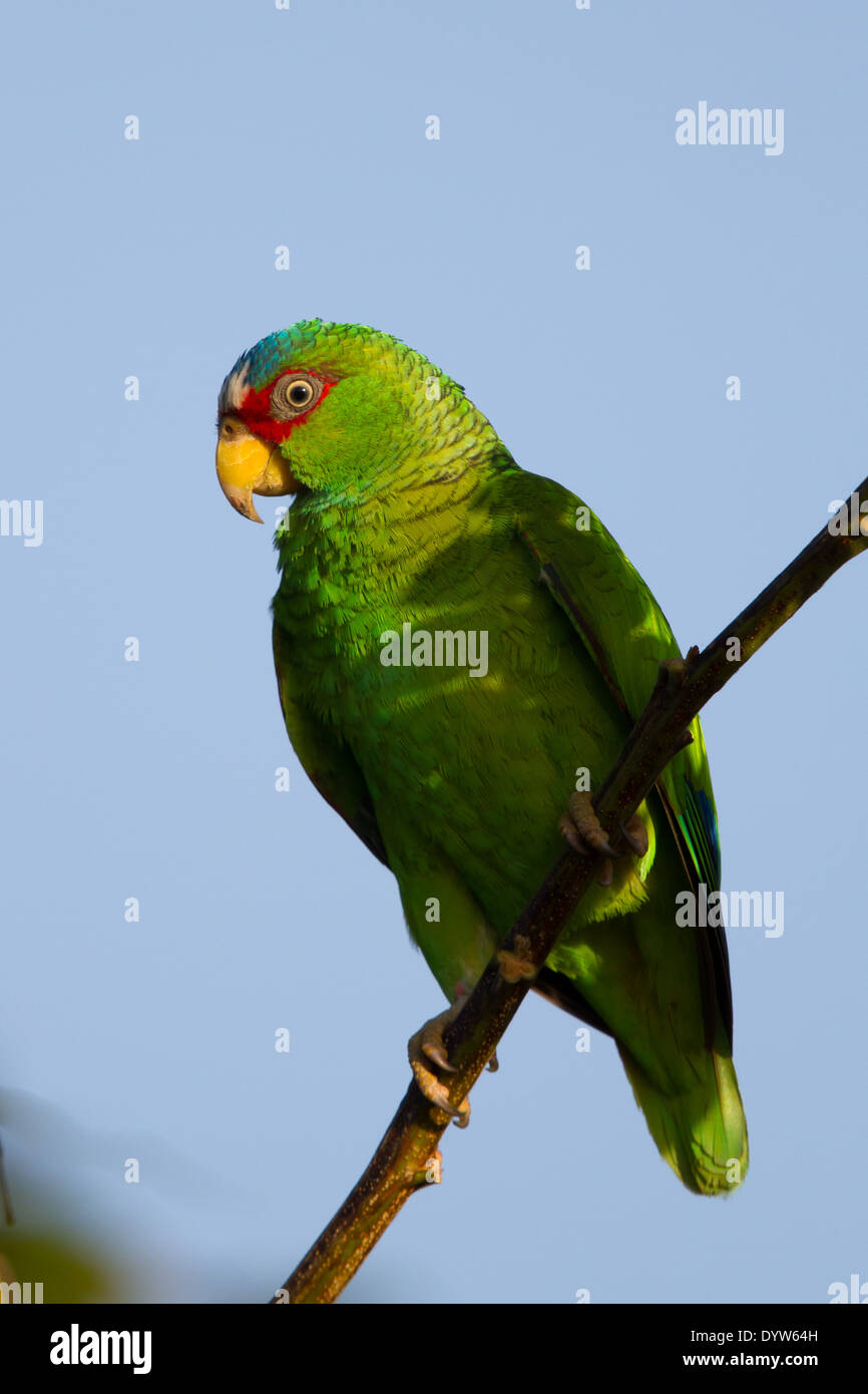 White-fronted Parrot (Amazona albifrons) Stock Photo