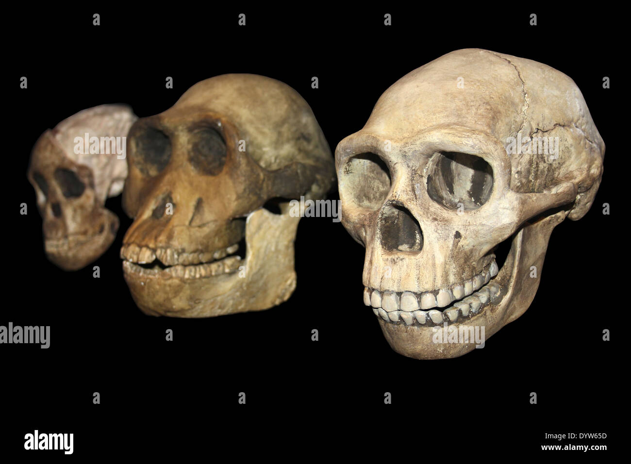 Human Evolution left to right: Taung Child Australopithecus africanus,  Australopithecus afarensis, Homo erectus Stock Photo