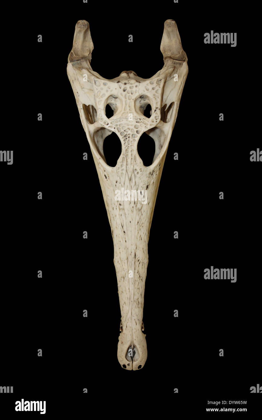 African Slender-snouted Crocodile  Skull Mecistops cataphractus Stock Photo